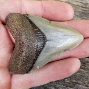 Megalodon Shark Tooth
