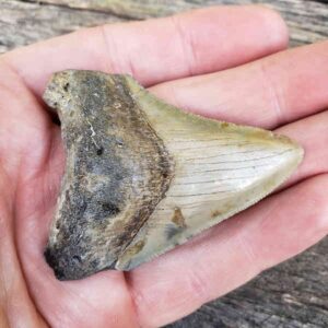 Megalodon Shark Tooth