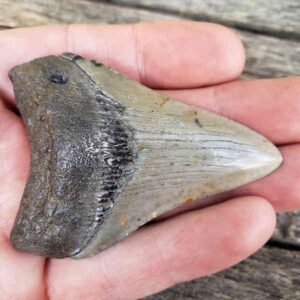 Megalodon Shark Tooth