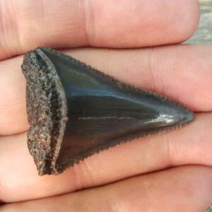 Fossil Great White Tooth