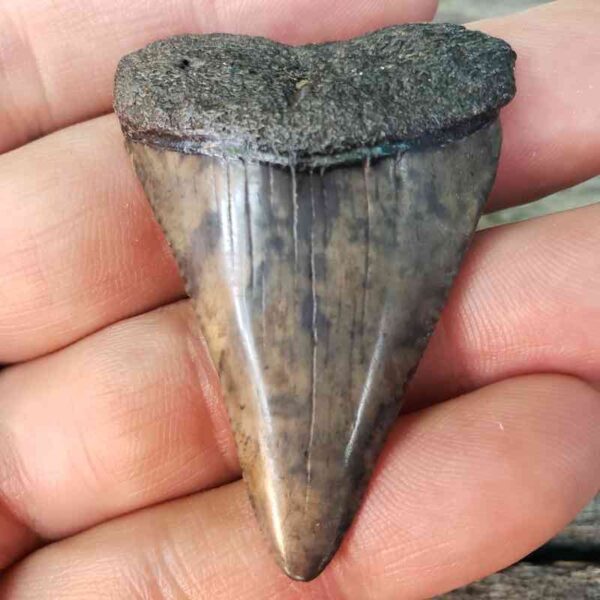 Fossil Great White Shark Tooth