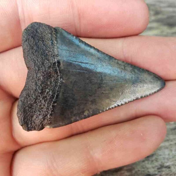 Fossil Great White Shark Tooth