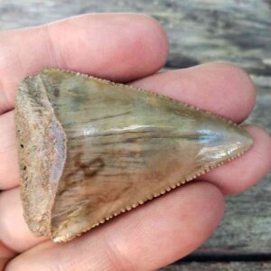 Fossil Great White Tooth