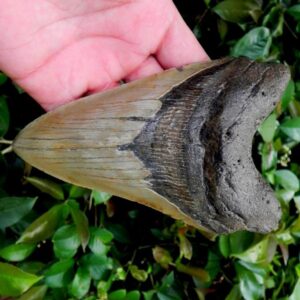 Megalodon Tooth