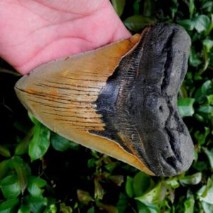 Megalodon Tooth