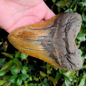 Megalodon Tooth