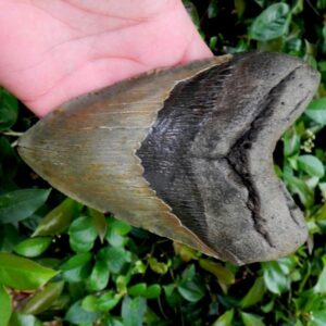 Megalodon Tooth