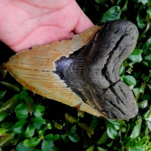 Megalodon Tooth
