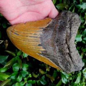Megalodon Tooth