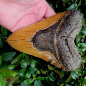 Megalodon Tooth