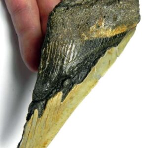 50% complete megalodon shark tooth