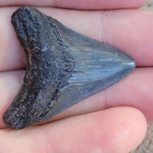 Authentic 1-inch Megalodon tooth fossil, triangular shape with natural coloration