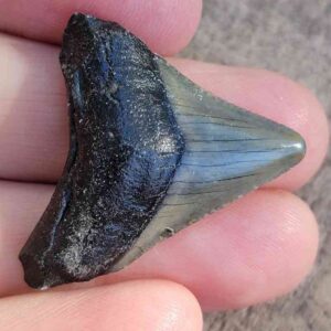 Authentic 1-inch Megalodon tooth fossil, triangular shape with natural coloration