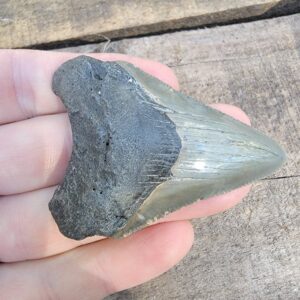Megalodon Shark Tooth