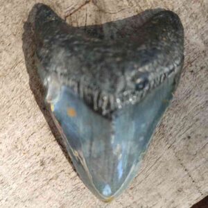 2.5" Megalodon Teeth