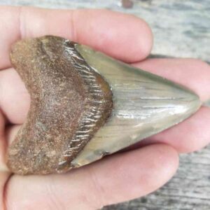 Megalodon Shark Tooth