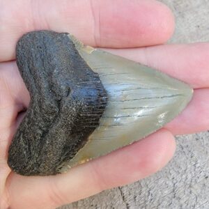 Megalodon Shark Tooth