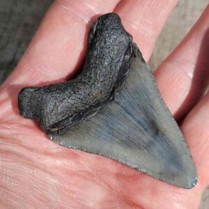 Megalodon Shark Tooth