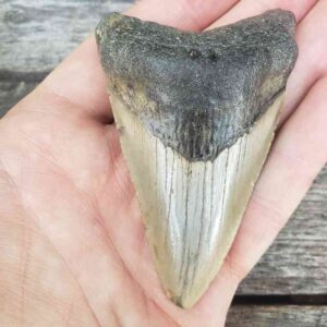 3" Megalodon Teeth