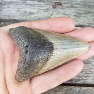 Megalodon Shark Tooth