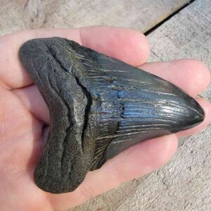 Megalodon Shark Tooth