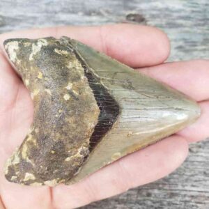 Megalodon Shark Tooth