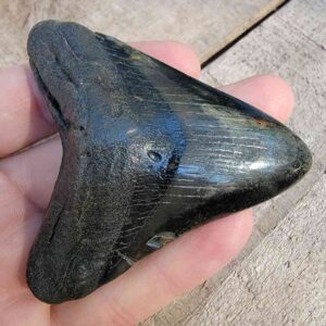 Megalodon Shark Tooth