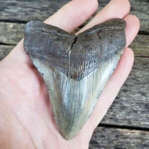 3.5" Megalodon Teeth