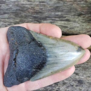 Megalodon Shark Tooth