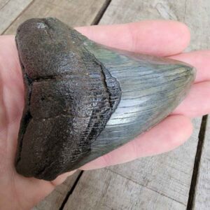 Megalodon Shark Tooth