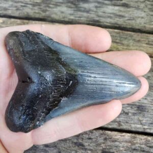 Megalodon Shark Tooth