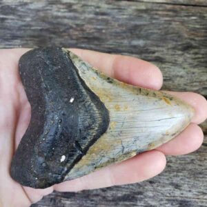 Megalodon Shark Tooth