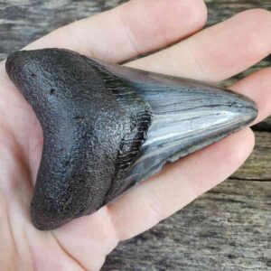 Megalodon Shark Tooth