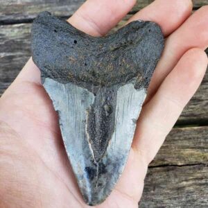 Megalodon Shark Tooth