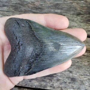 Megalodon Shark Tooth