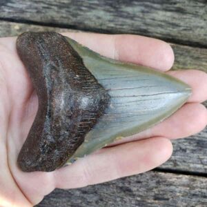 Megalodon Shark Tooth
