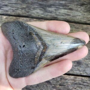 Megalodon Shark Tooth