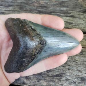 Megalodon Shark Tooth