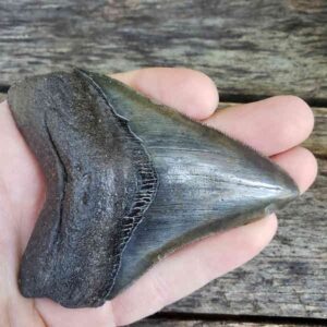 Megalodon Shark Tooth