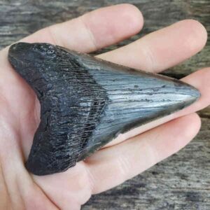 Megalodon Shark Tooth