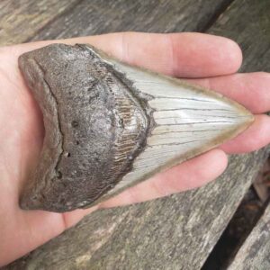 Megalodon Shark Tooth