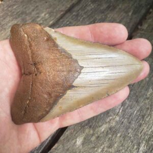 Megalodon Shark Tooth