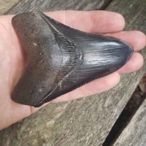 Megalodon Shark Tooth