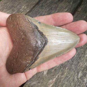 Megalodon Shark Tooth