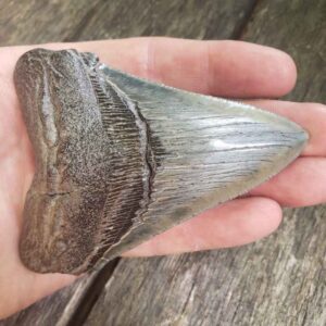 Megalodon Shark Tooth