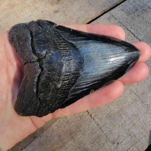 Megalodon Shark Tooth