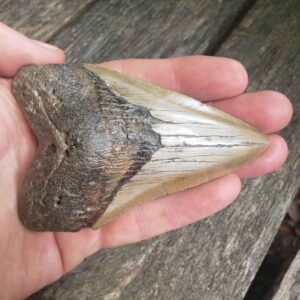 Megalodon Shark Tooth