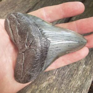 Megalodon Shark Tooth