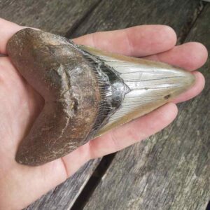 Megalodon Shark Tooth