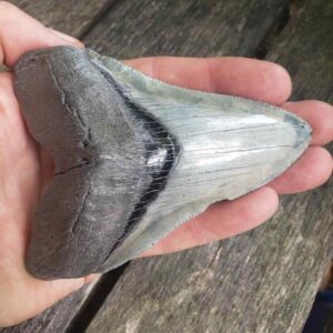 Megalodon Shark Tooth